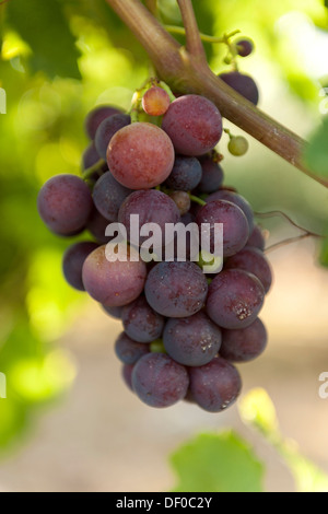 Red grapes on a vine, 'Cardinal' grape variety, Croatia, Southern Europe, Europe Stock Photo