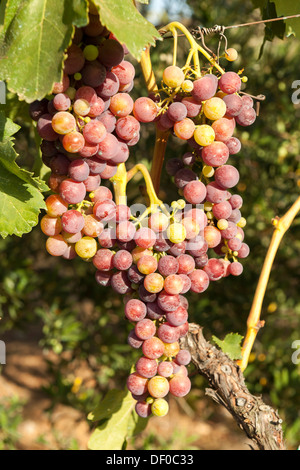 Red grapes on a vine, 'Cardinal' grape variety, Croatia, Southern Europe, Europe Stock Photo