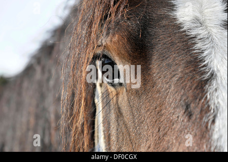 Horse, Tinker, Irish Cob, Irish breed, detail view of the eye, Kleinbottwar, Baden-Wuerttemberg Stock Photo