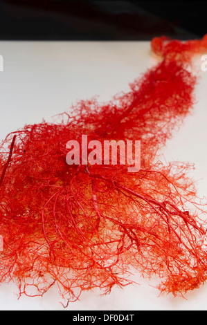 Plastination specimen of arteries of arm Stock Photo