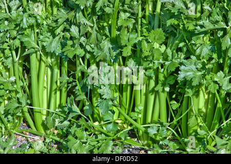 Celery growing in field, harvest time. Stock Photo