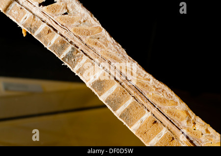Plastination specimen of spinal column and cord Stock Photo