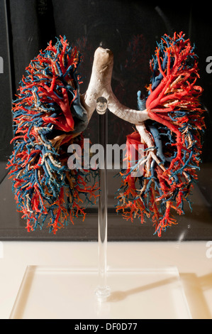 Plastination specimen of bronchial distribution, trachea and bronchi, in white; lungs, arteries in blue and veins in red Stock Photo