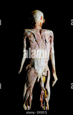 Plastination specimen of a human body without skin seen from behind Stock Photo