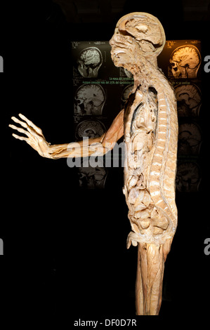 Plastination specimen of half human body without skin Stock Photo