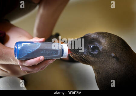 Sept. 12, 2013 - Memphis, Tennessee, U.S. - August 16, 2012 - At almost two months old, Teva drinks a bottle from the hand of her zoo keeper, Emily Smith. ''She's had to learn how to take a bottle,'' Matt Thompson, Director of Animal Programs, said. ''She's drinking a fish-based formula that's a combination of vitamins, oils and fish.''  Her mother did not produce enough milk. The baby girl, named ''Teva,'' is currently being hand-reared by Zoo staff. This is the first successful sea lion birth at the Memphis Zoo. Callie, Teva's mother, has birthed two other pups in previous years that did not Stock Photo