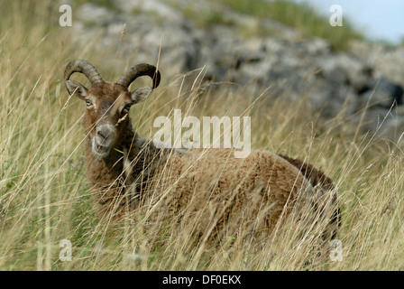 Chamois, Cheddar Gorge, Cheddar, Somerset, England, United Kingdom, Europe Stock Photo