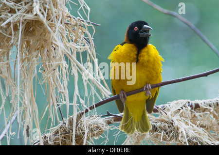 Village Weaver, Spotted-backed Weaver or Black-headed Weaver (Ploceus cucullatus), Naturzoo Rheine zoo, North Rhine-Westphalia Stock Photo