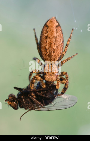 Fencepost Jumper Spider (Marpissa muscosa) with prey, Haren, Emsland, Lower Saxony Stock Photo