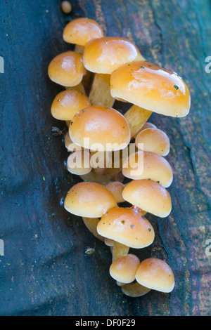 Velvet Foot (Flammulina velutipes), Tinner Loh, Haren, Emsland, Lower Saxony Stock Photo