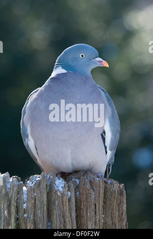 Common Wood Pigeon (Columba palumbus), Haren, Emsland region, Lower Saxony Stock Photo