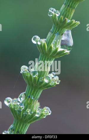 Field horsetail (Equisetum arvense), Haren, Emsland, Lower Saxony