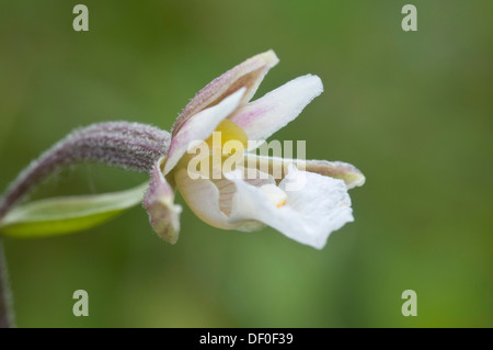Marsh Helleborine (Epipactis palustris), Meppen, Emsland region, Lower Saxony Stock Photo