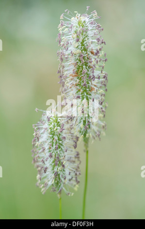 Meadow Foxtail or Field Meadow Foxtail (Alopecurus pratensis), in flower, Haren, Emsland region, Lower Saxony Stock Photo