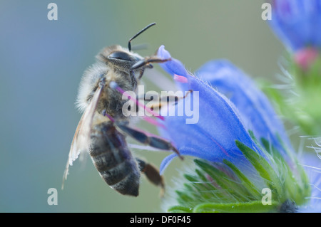 Honey bee (Apis mellifera) on Viper's Bugloss or Blueweed (Echium vulgare), Tinner Dose, Haren, Emsland region, Lower Saxony Stock Photo