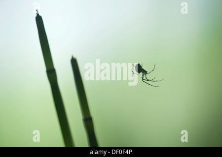 Sheat weaver or Money spider (Linyphiidae sp.) and Water Horsetail (Equisetum fluviatile), Biener Busch, Emsland region Stock Photo