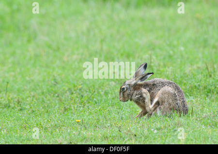 Hare (Lepus europaeus), Haren, Emsland region, Lower Saxony Stock Photo