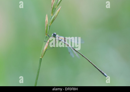 Emerald Damselfly or Common Spreadwing (Lestes sponsa), Haren, Emsland region, Lower Saxony Stock Photo