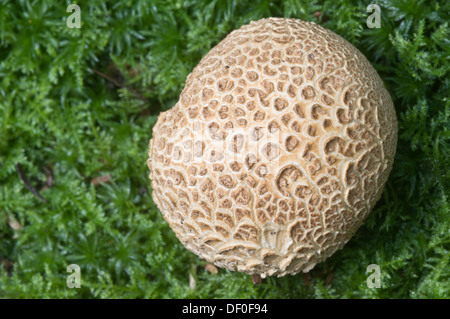 Common earthball, pigskin poison puffball or common earth ball (Scleroderma citrinum), Tinner Loh, Haren, Emsland region Stock Photo