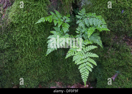 Lady Fern (Athyrium filix-femina), growing on an oak (Quercus robur), Tinner Loh, Haren, Emsland region, Lower Saxony Stock Photo