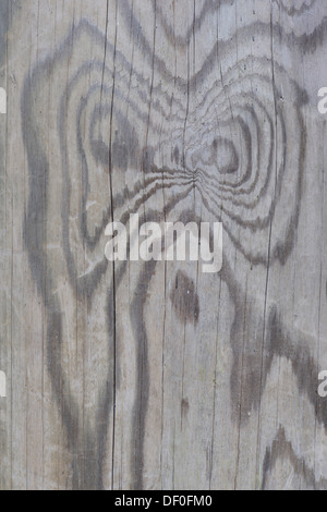 Wood grain of a Scots pine (Pinus sylvestris), St.Peter-Ording, North Frisia, Schleswig-Holstein, Germany Stock Photo