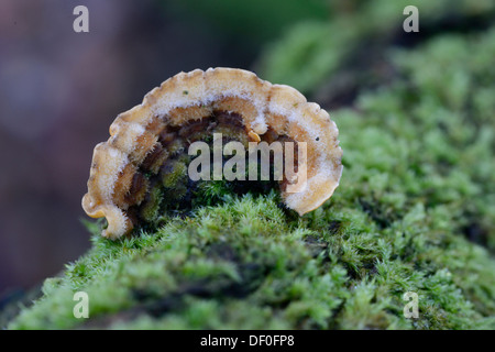 Turkey Tail Mushroom (Trametes versicolor), Haren, Emsland, Lower Saxony, Germany Stock Photo
