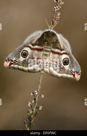 Small Emperor Moth (Saturnia pavonia), female, Haren, Emsland, Lower Saxony, Germany Stock Photo