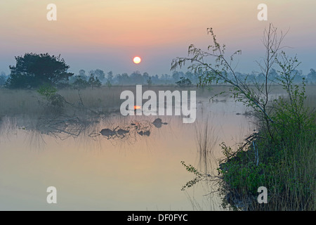 Rewetted bog, sunrise, Dalum, Emsland, Lower Saxony, Germany Stock Photo
