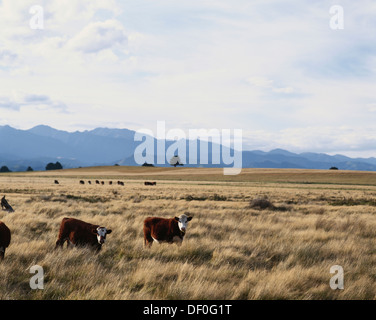 New Zealand, North Island, Hastings, Cows with the Ruahine Range Mountains in background. Stock Photo
