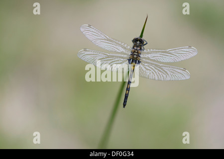 Nordic Ruby Whiteface (Leucorrhinia rubicunda), Haren, Emsland, Lower Saxony, Germany Stock Photo