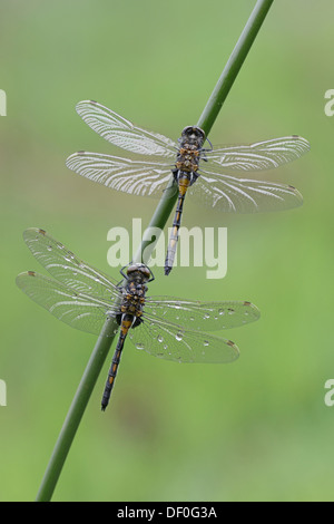 Nordic Ruby Whiteface (Leucorrhinia rubicunda), Haren, Emsland, Lower Saxony, Germany Stock Photo