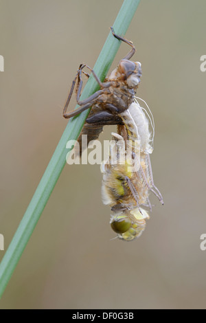 Nordic Ruby Whiteface (Leucorrhinia rubicunda), emerging from its coccoon, Haren, Emsland, Lower Saxony, Germany Stock Photo