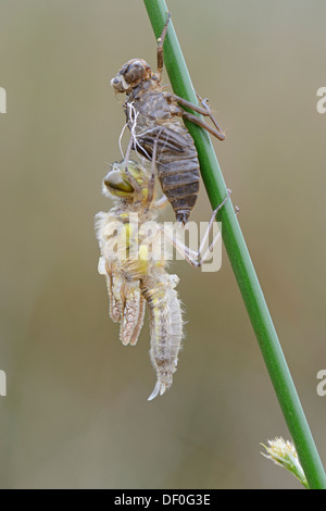 Nordic Ruby Whiteface (Leucorrhinia rubicunda), emerging from its coccoon, Haren, Emsland, Lower Saxony, Germany Stock Photo