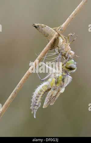 Nordic Ruby Whiteface (Leucorrhinia rubicunda), emerging from its coccoon, Haren, Emsland, Lower Saxony, Germany Stock Photo