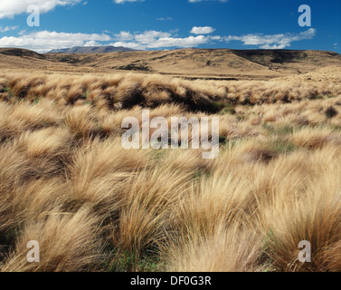 New Zealand, South Island, Red Tussock Region, Fiordland National Park. Stock Photo