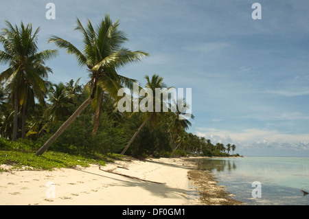 INDONESIA, Karimunjawa Islands (near Java), Little Menjangan Island, idyllic beach with palm trees Stock Photo