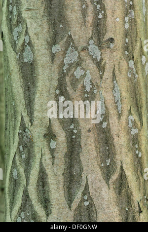 Bark of a European Hornbeam (Carpinus betulus), Stovern Forest, Salzbergen, Emsland, Lower Saxony, Germany Stock Photo
