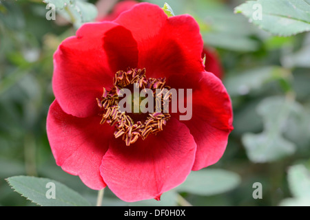 Rose species (Rosa moyesii), Haren, Emsland, Lower Saxony, Germany Stock Photo