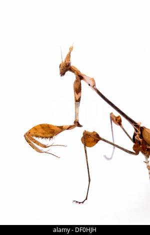 Gongylus gongylodes. Wandering violin mantis. Ornate mantis. Indian rose mantis Stock Photo
