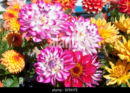 Beautiful bunches of flowers are sold at the Santa Fe Farmer's Market. Stock Photo