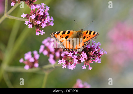 Purpletop vervain (Verbena bonariensis) and small tortoiseshell (Aglais urticae) Stock Photo