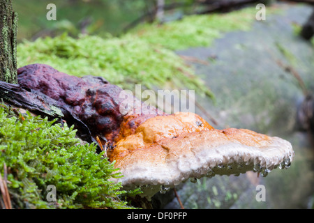 Fomitopsis pinicola - Red Banded Polypore Stock Photo