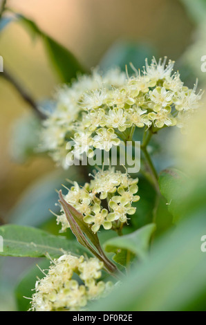 Lemon scented myrtle (Backhousia citriodora) Stock Photo