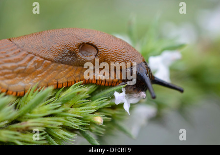 Spanish slug (Arion vulgaris syn. Arion lusitanicus) and savory (Satureja) Stock Photo