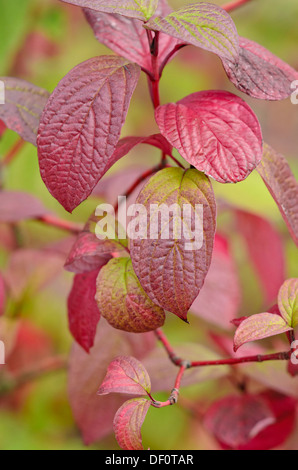 Common dogwood (Cornus sanguinea) Stock Photo