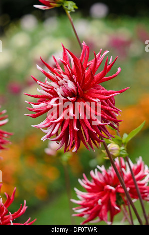 Cactus dahlia (Dahlia Pfitzers Joker) Stock Photo