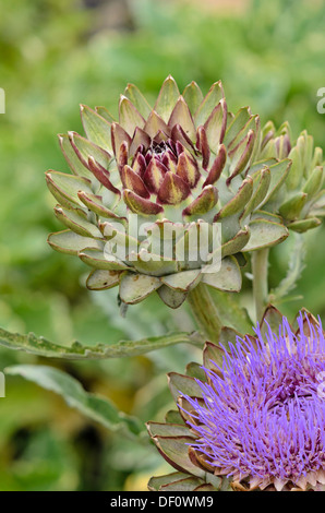 Artichoke (Cynara cardunculus 'Green Globe' syn. Cynara scolymus 'Green Globe') Stock Photo