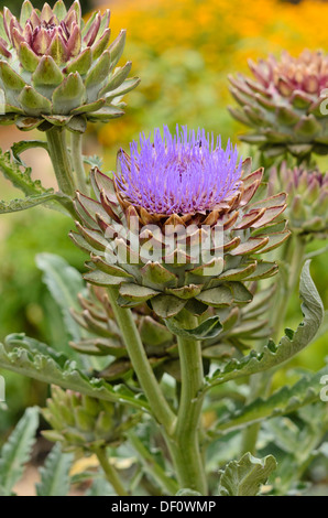 Artichoke (Cynara cardunculus 'Green Globe' syn. Cynara scolymus 'Green Globe') Stock Photo