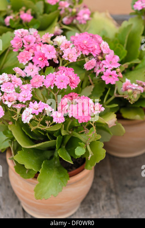 Flaming Katy (Kalanchoe Blossfeldiana Stock Photo - Alamy