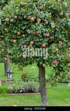 Orchard apple (Malus x domestica) Stock Photo